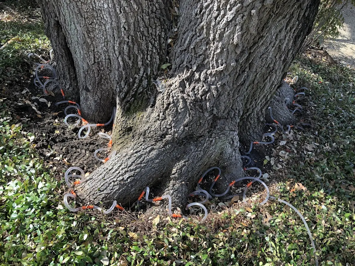 Detailed Tree Cabling and Bracing job site in East Glacier Park