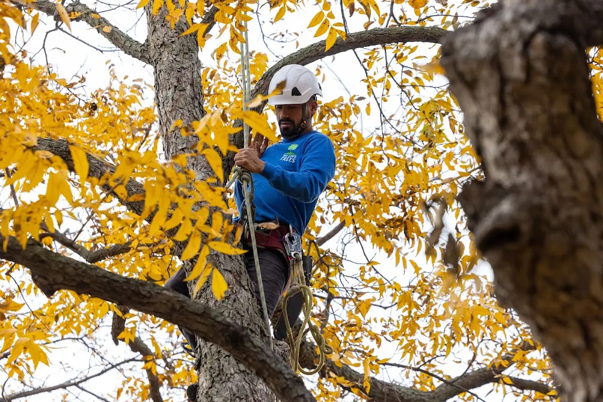 Skilled Tree Pruning crew working in East Glacier Park