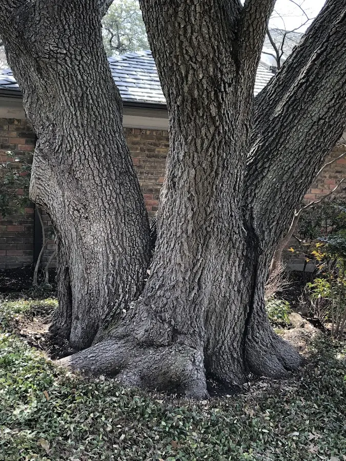 Mature heritage tree close to a East Glacier Park property cared for by certified arborists